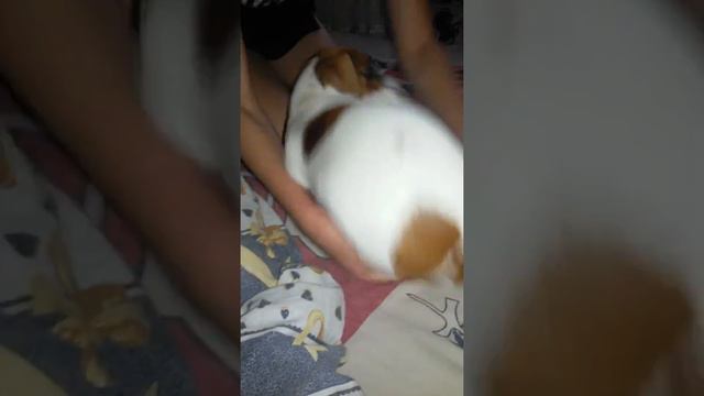 Твёрк от джек рассела Молли)))