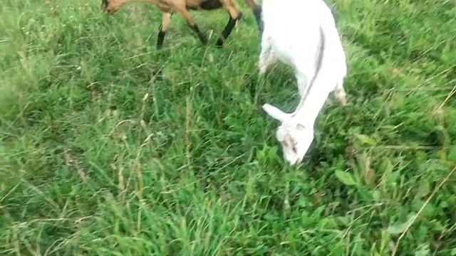 ЗАЧЕМ купила ? КОЗЛА?КОЗОЧКИ с девичьим ВЫМЕНЕМ