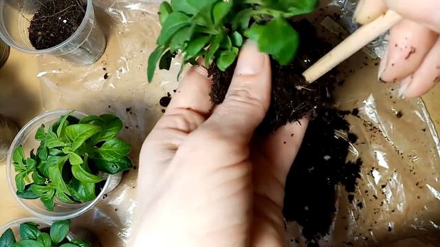 6320babf442b75e32e730ede9158e880