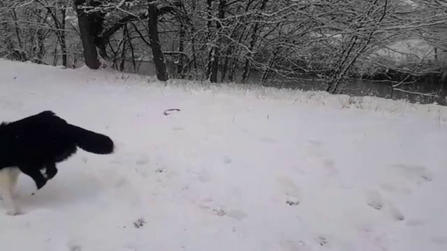 Бордер колли*щенок и пуллер*😻