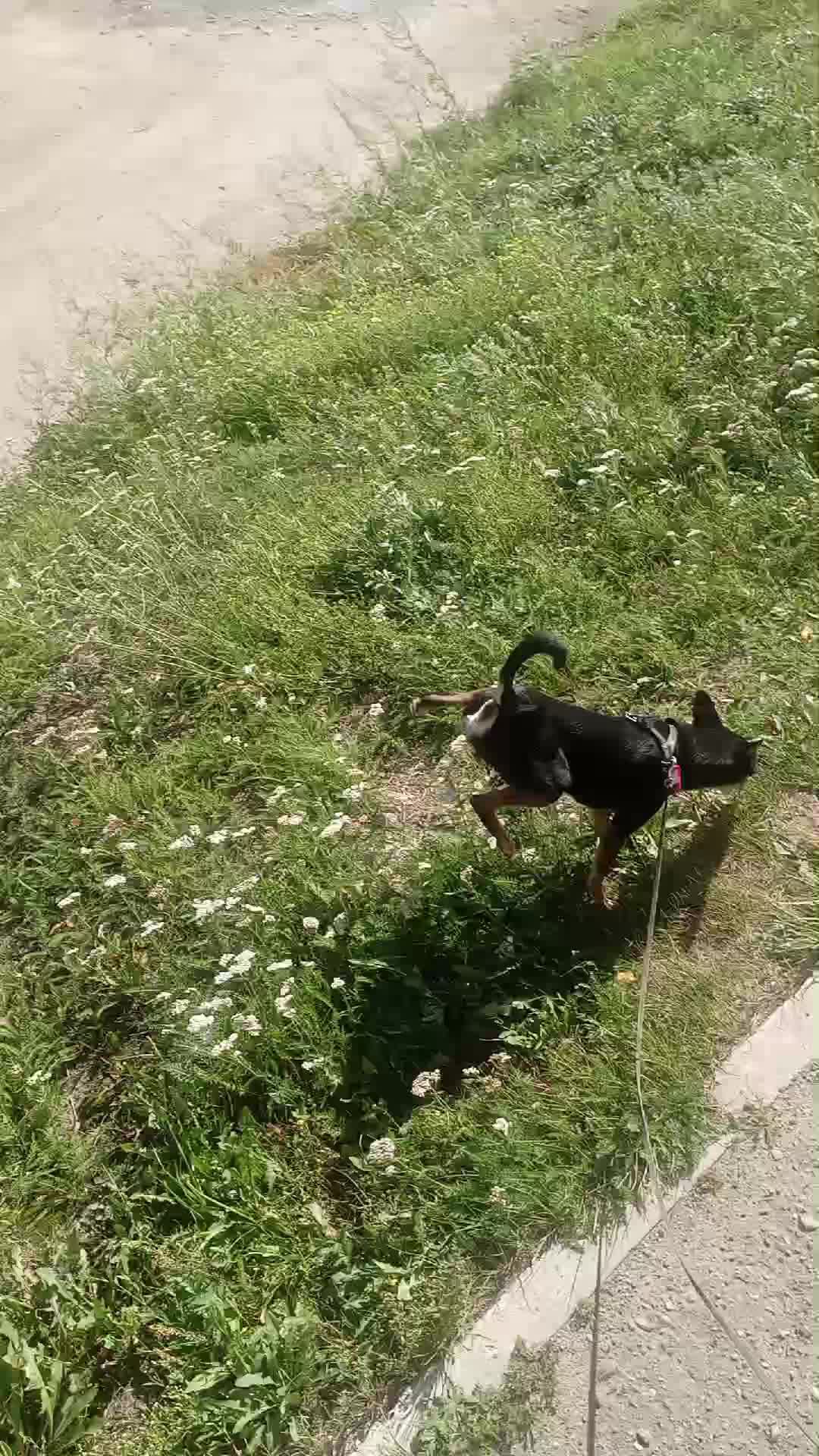 шурик