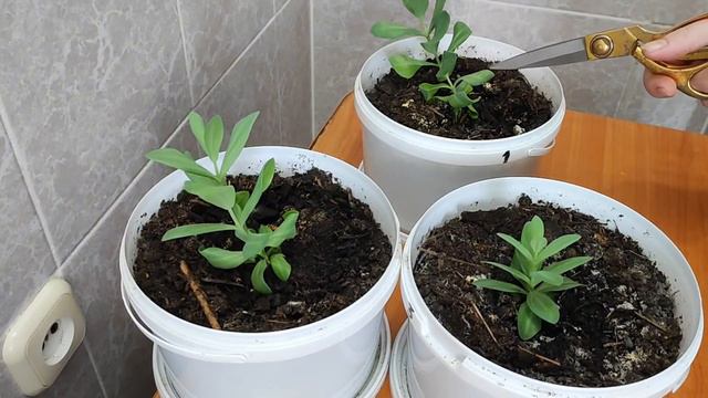 какую процедуру проделываю Я с эустомами, продолжаем выращивать вместе 💐