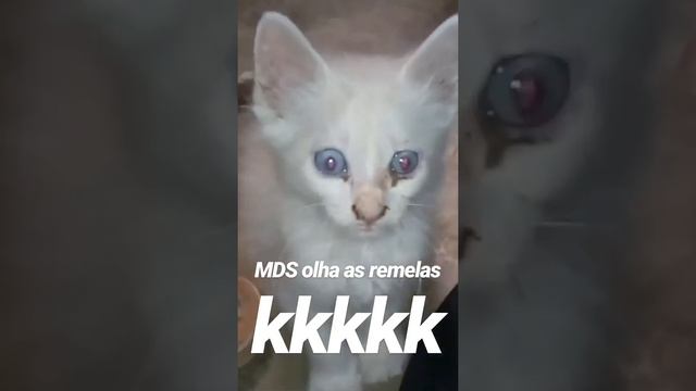 Gato Remela