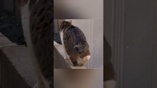 Смешные моменты|разрешено смеяться|смешные животные 2024 год