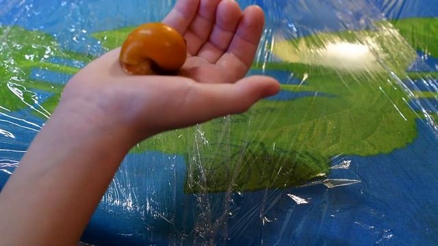 Улитки ампулярии, продаем. Мурманск.