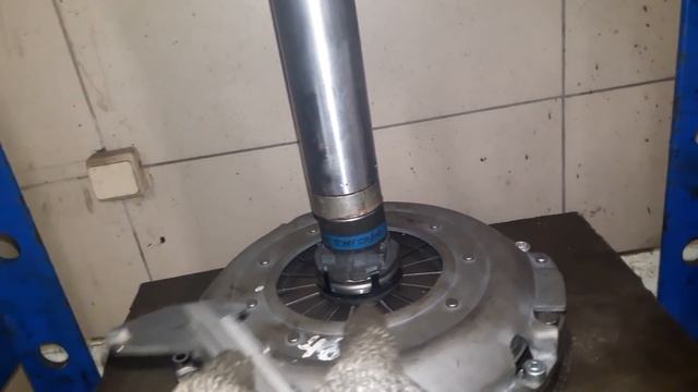 Сбор рыжиков