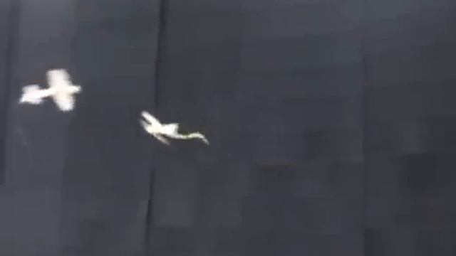 Финальный бой в СКК