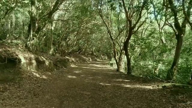 Расслабляющая кельтская музыка - снимает негативную энергию. Музыка для медитации, глубокого сна