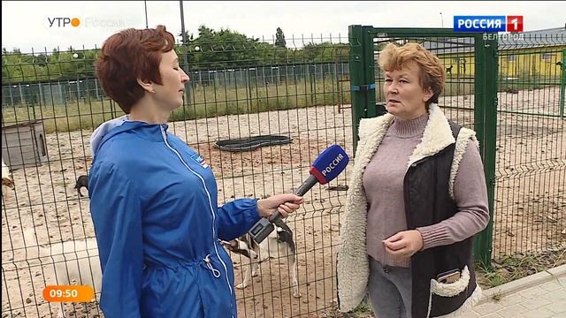 Взять питомца из приюта: что нужно знать?