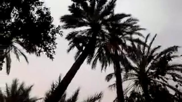 Человек -обезьяна.ВЛОГ Тунис
