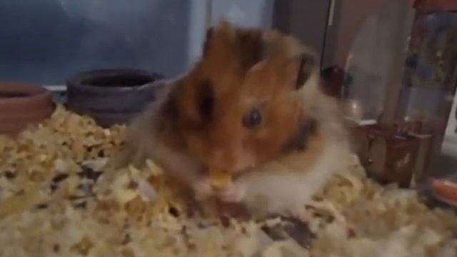 Brief Video With New Camera!