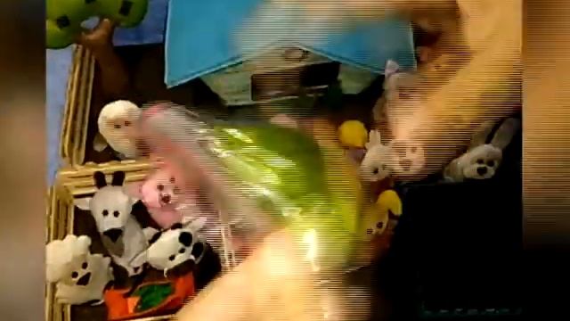 Кукольный театр 