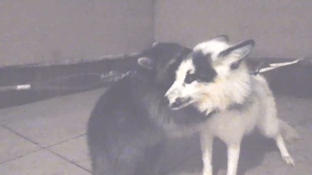 Вместе с котом  знакомимся с енотом