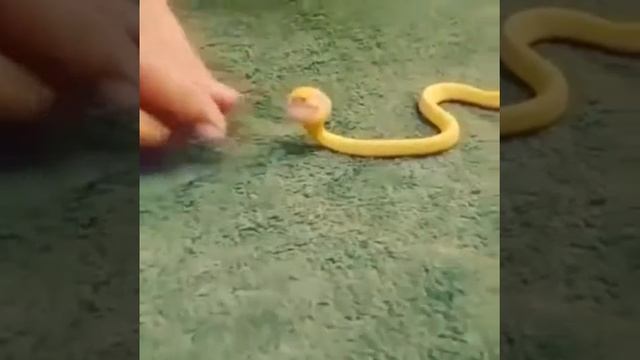Small Yellow Snake