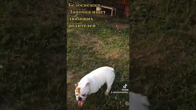 Английский бульдог Лана