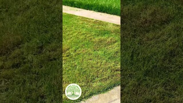 ПОЧЕМУ НЕЛЬЗЯ ДАВАТЬ ПЕРЕРАСТАТЬ ГАЗОНУ!