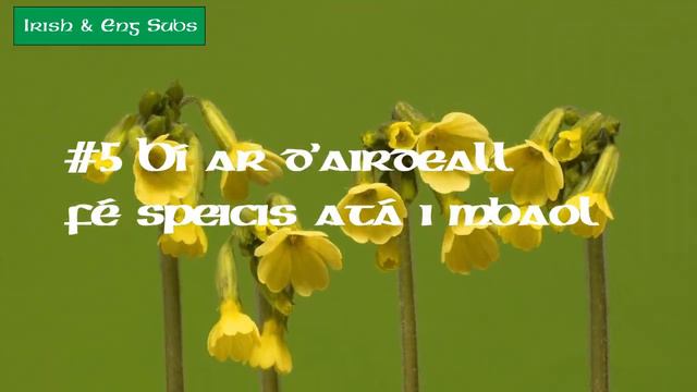 As Gaeilge: Top 10 Foraging Tips For Beginners