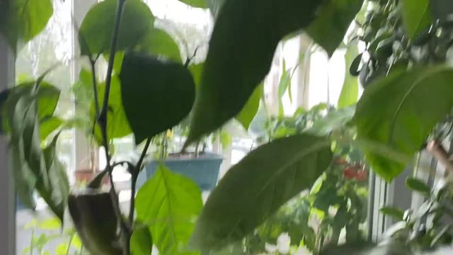 ОГОРОД НА БАЛКОНЕ 15.07.22 #огороднабалконе