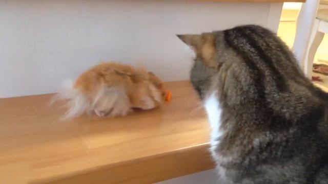 Хомяк и кот