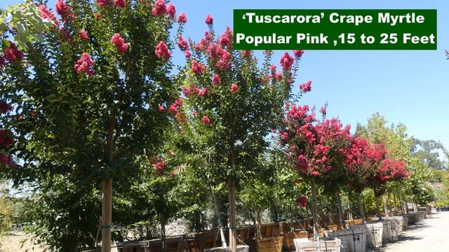 Guide To Selecting A Crape Myrtle | NatureHills.com