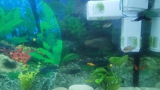 У гурами странное поведение, плавает рывками и подолгу лежит в углу аквариума.