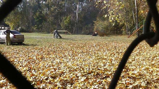 Работает малинуа