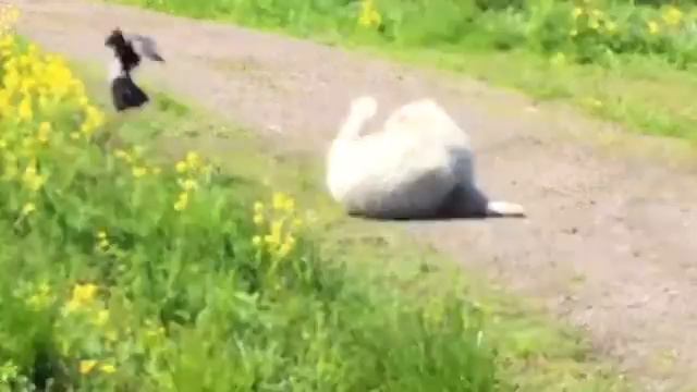 Люся и ворона. Отдай мой хвост!