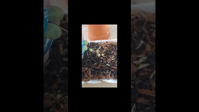 #short Cadena De Tortugas O Peperomia Prostrata❤️❤️❤️