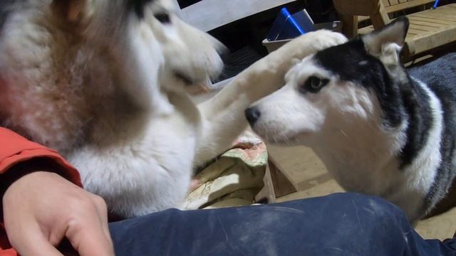 Это лавочка слишком мала для нас 5. Ты у меня Будешь Педигри есть , а не мясо.