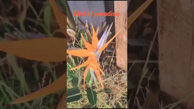 Wonderful Strelitzia (Bird Of Paradise) Flowering Plant