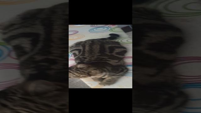 E3c09f54243f345b759ebadc1a4201fe