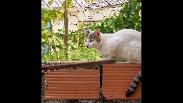 SONY DSLR ALPHA A700 TEST