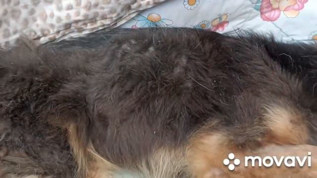 Новый житель BigDog, которого спасли из АДА🔥💔