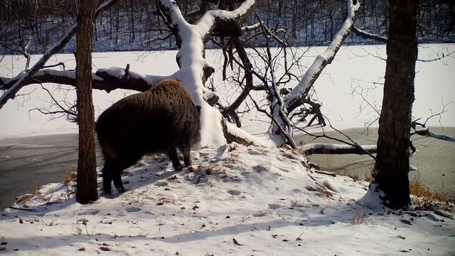🐗Такие вот шустрые кабаны обитают на Земле леопарда Услышал малейший шорох  перестраховался и убежа