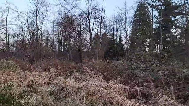 Лизихитон или жёлтый скунс. Burnaby Lake Park.