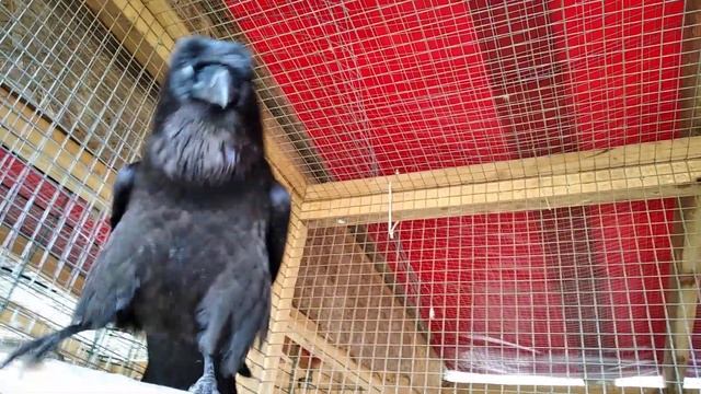 6f052f68f6b0720183317467004cef00