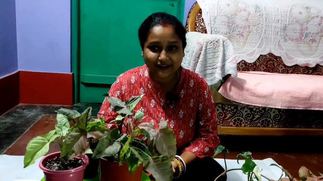 Syngonium Plant Care | Syngonium Plant Ki Care Kaise Kare