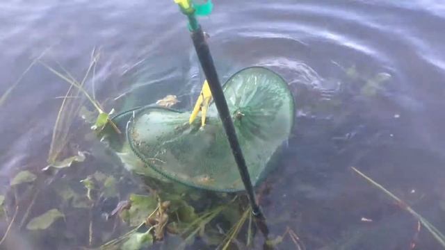 Рыба и Компания