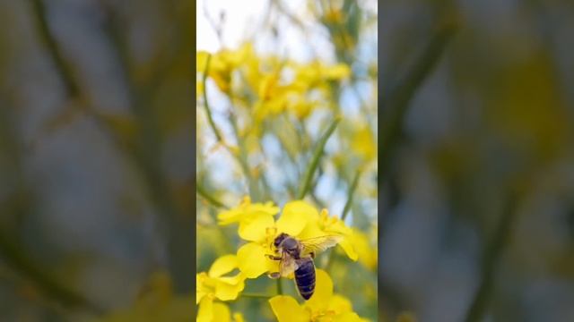 Сказки на ночь - Смола держит крепко