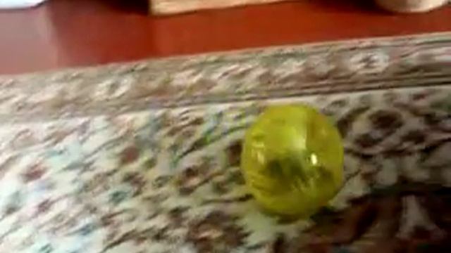 Дегу в шаре / Nokia N72 Sample Video / пример видео Nokia N72