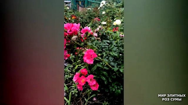 Ностальгия по летним краскам. Мой сад 21.07.21 года. Nostalgia for summer colors. My garden.