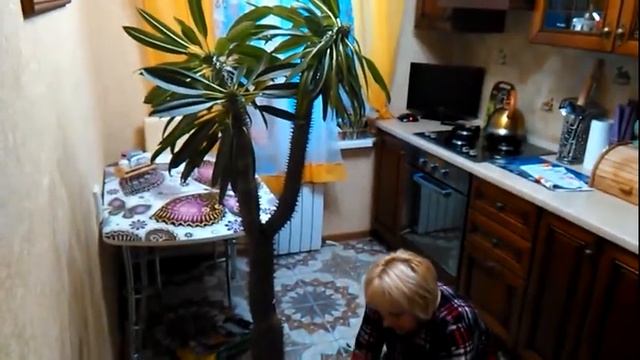 ПАХИПОДИУМ