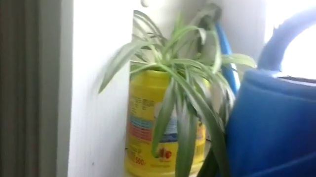 Мои комнатные цветы