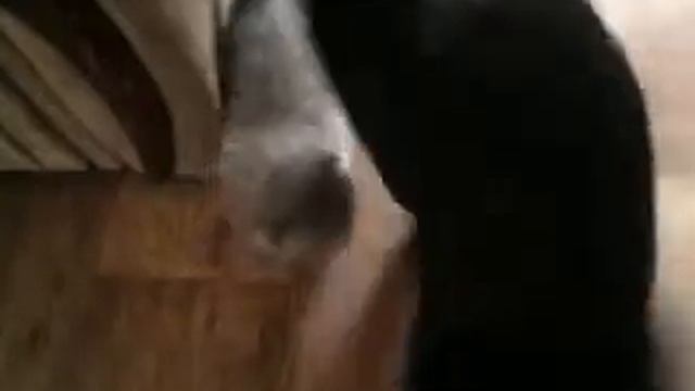 Шотландские вислоухие котята