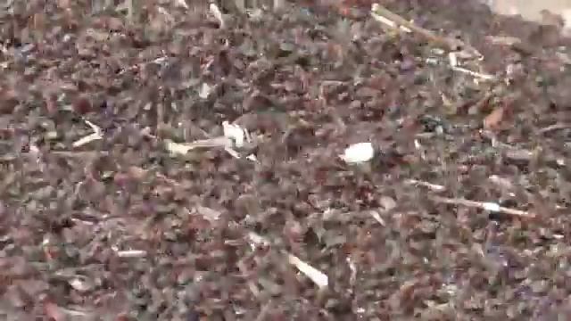 ВЕСЁЛЫЙ МУРАВЕЙНИК, жизнь муравьёв, муравьиные яйца