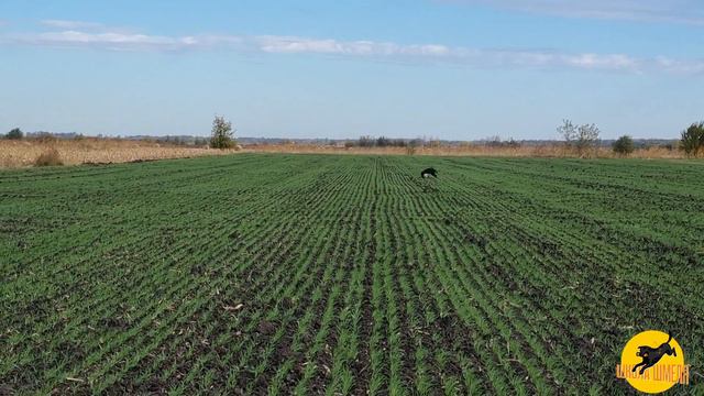 European Retriever Championship 2021, 22-23.10.2021, Hungary