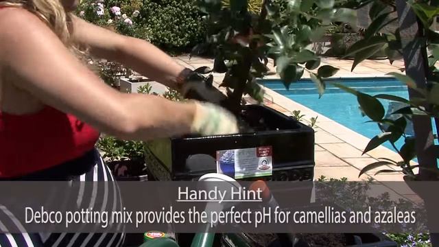 Debco - How To Plant Camellias And Azeleas In A Pot Using Debco Potting Mix