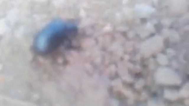 Опасные насекомые России - жук - нарывник добрался до Башкирии