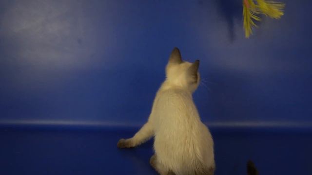 Тайская девочка Katty Gamlet, 2,5 месяца, окрас сил-пойнт