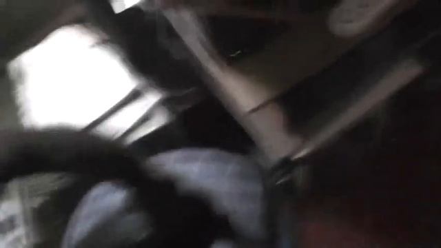 №13. Кошки -  египетское чудо совершенства. 18.11.2020